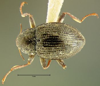 Media type: image;   Entomology 24461 Aspect: habitus dorsal view